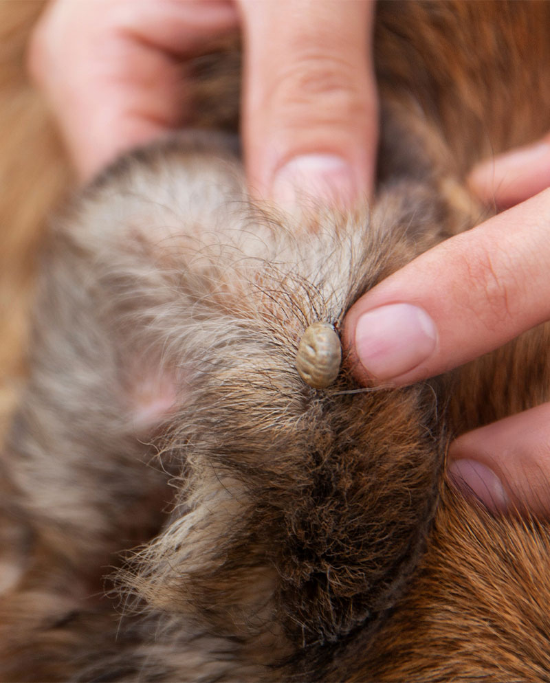 Veterinarian examining a dog's ear during a diagnostic ear exam at Cupertino Animal Hospital
