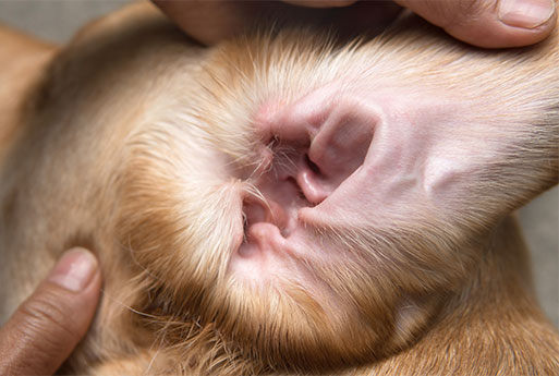 Close-up of veterinary ear examination procedure for a pet in Cupertino, CA
