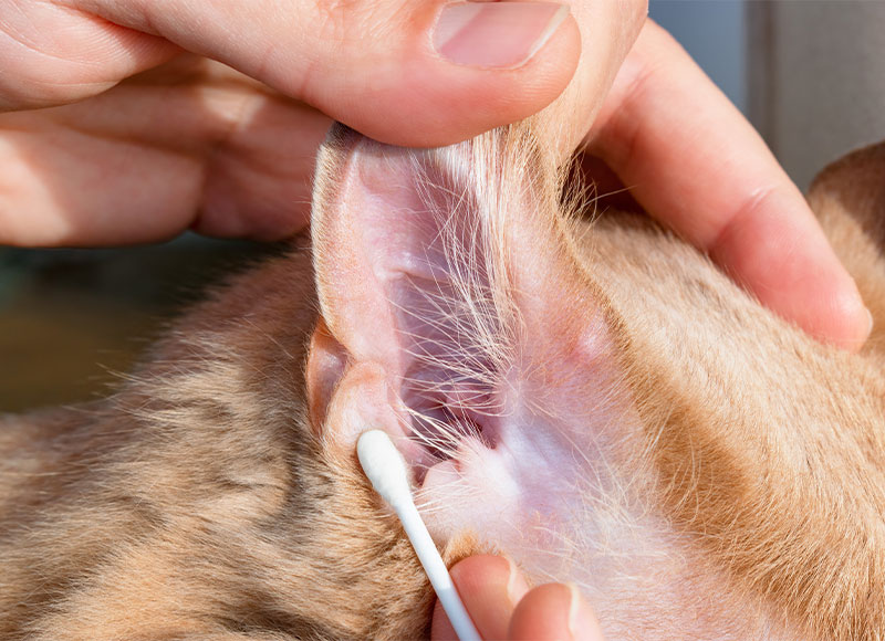 Veterinary team member treating a pet's ear condition at Cupertino Animal Hospital
