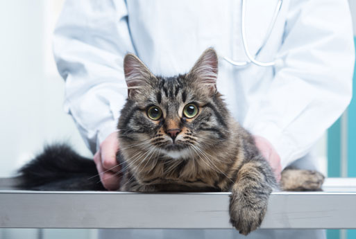 Veterinary team preparing a pet for spay surgery at Cupertino Animal Hospital
