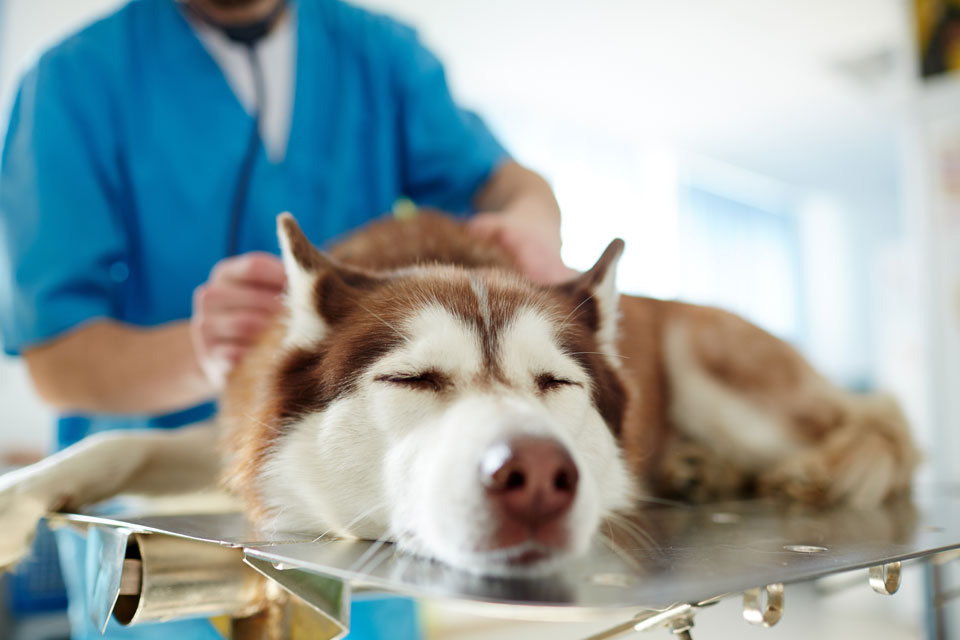 Veterinarian performing spay procedure on a pet at Cupertino Animal Hospital
