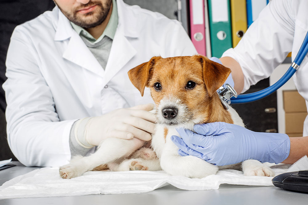 Dog receiving a veterinary examination at Cupertino Animal Hospital clinic