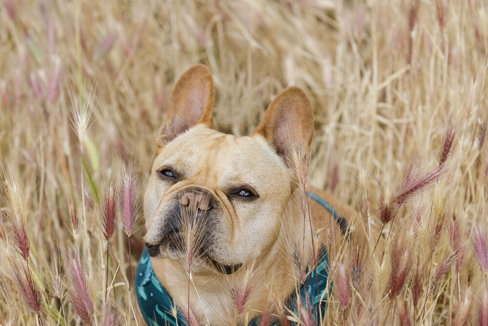 Curious dog exploring a nature trail outdoors on a sunny day