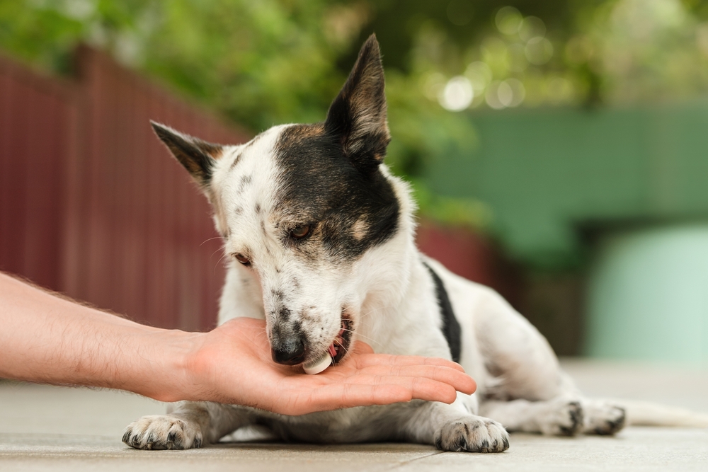 Pet owner giving medication to a dog at home, demonstrating proper administration of prescribed treatments and ongoing pet care.