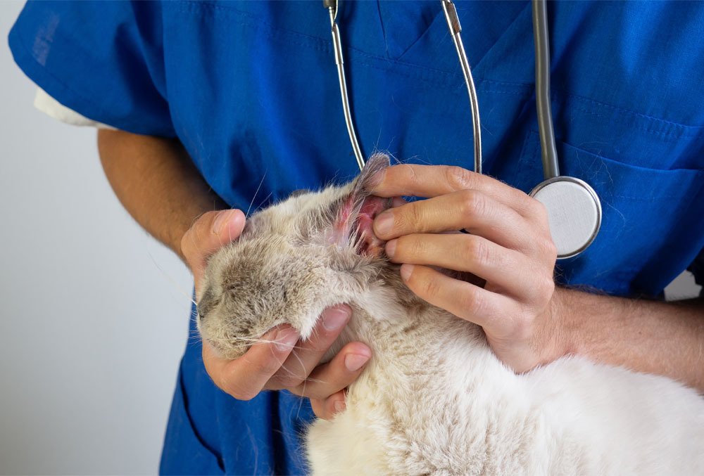 Veterinarian examining a cat with an ear infection during a veterinary checkup to assess ear health and discomfort.