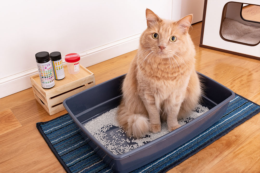 Veterinarian performing a health check on a ginger cat at Cupertino Animal Hospital