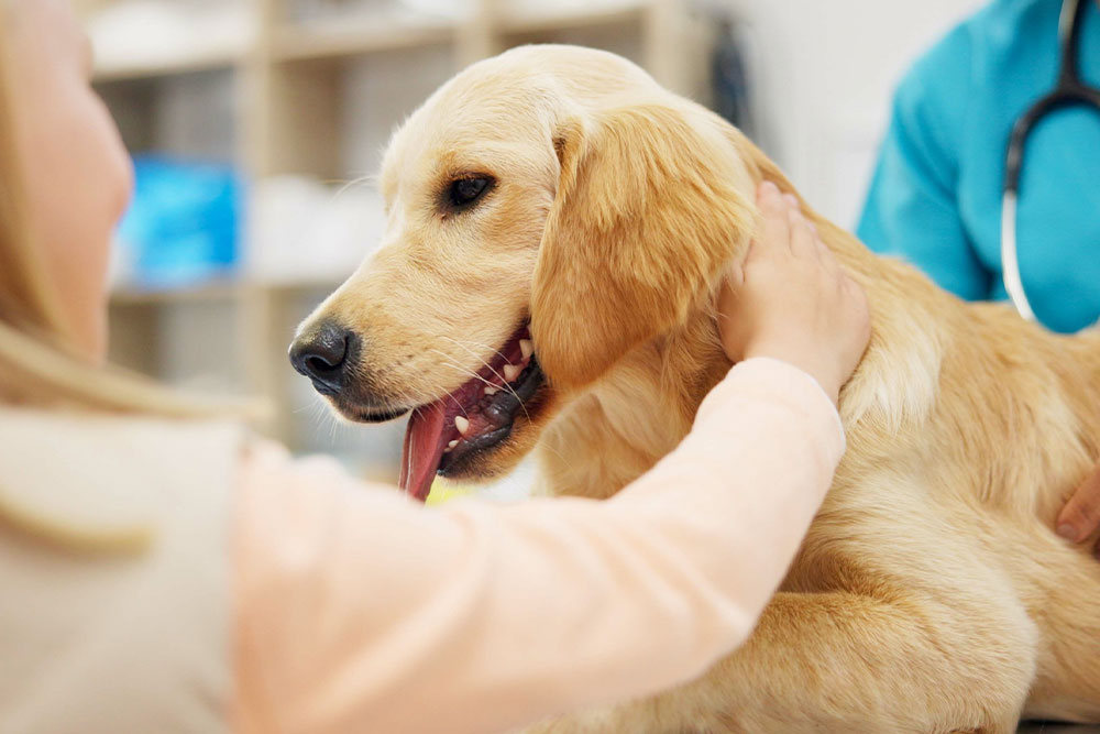 Happy dog during a veterinary visit at Cupertino Animal Hospital