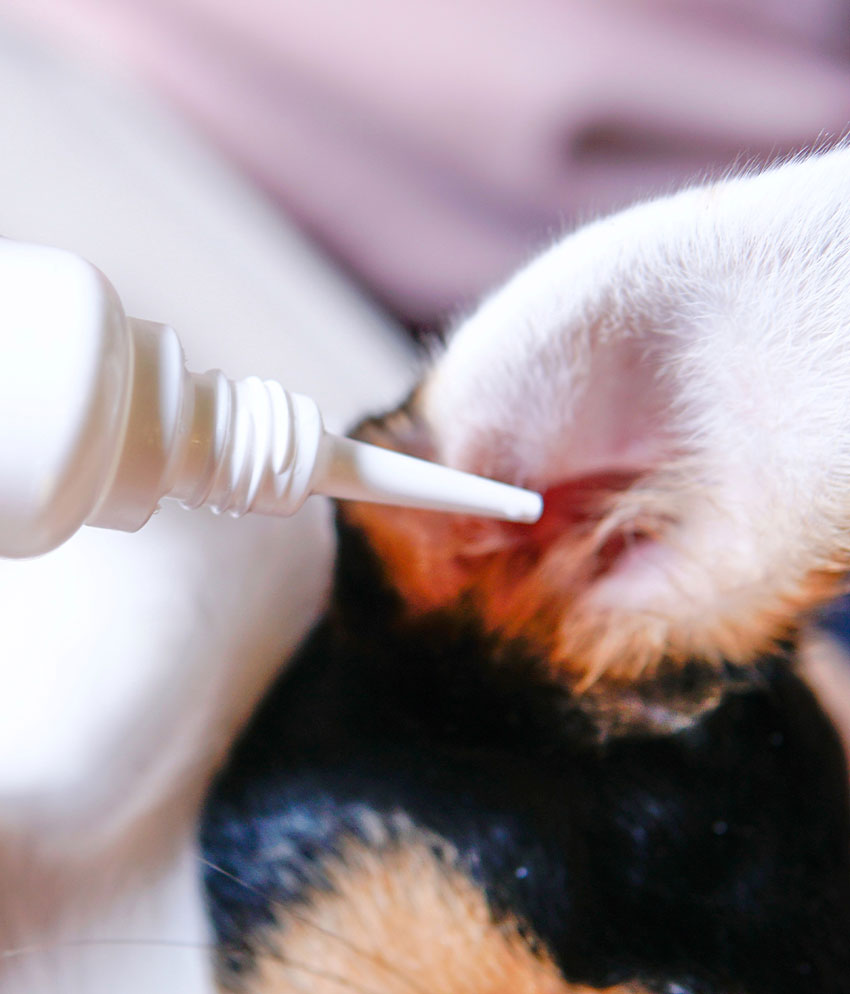 Veterinary team member caring for a pet at Cupertino Animal Hospital in Cupertino, CA
