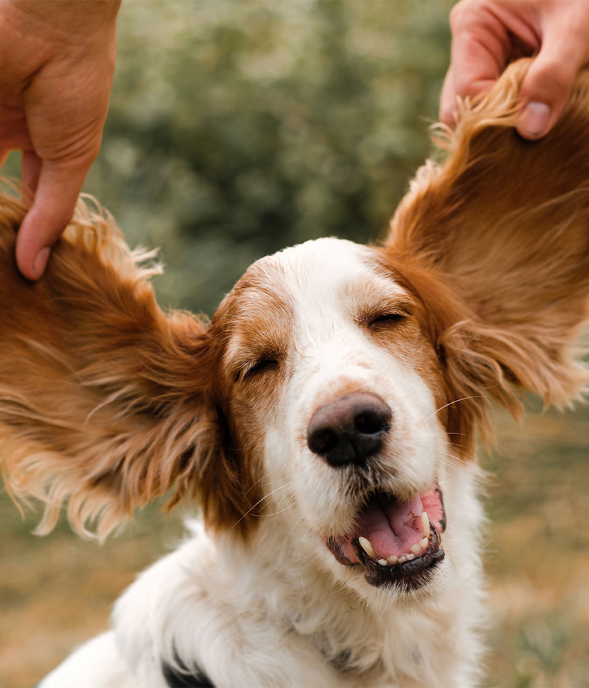 Happy pet owner with their dog receiving compassionate veterinary care at Cupertino Animal Hospital
