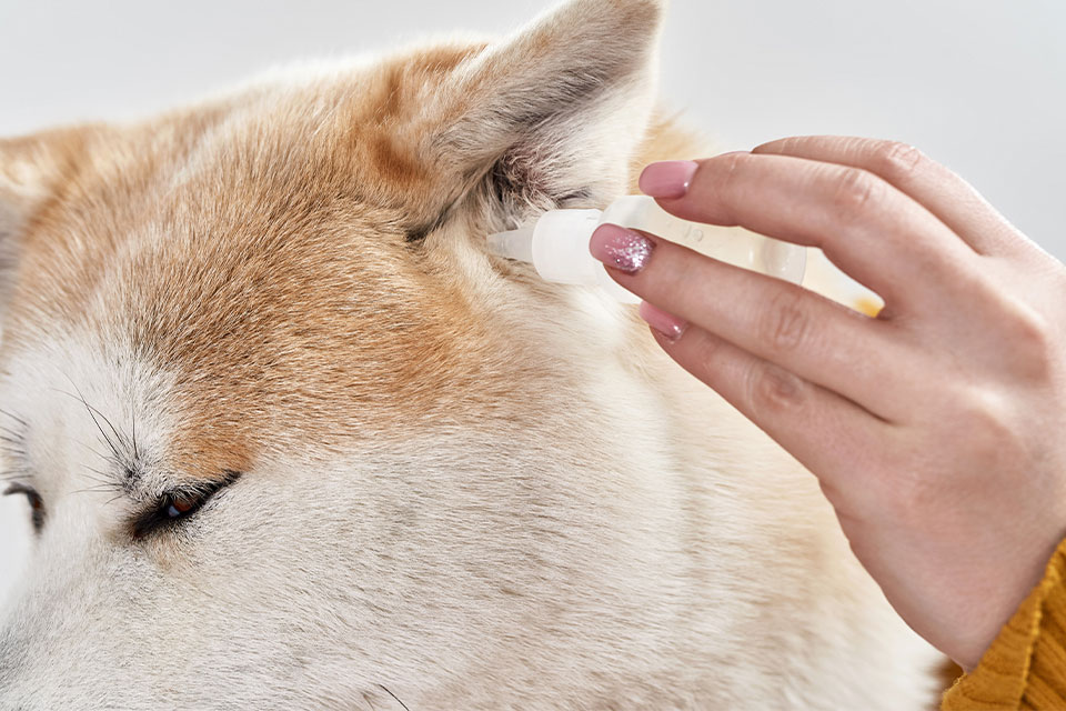 Cupertino Animal Hospital veterinary team making a difference in pet health care
