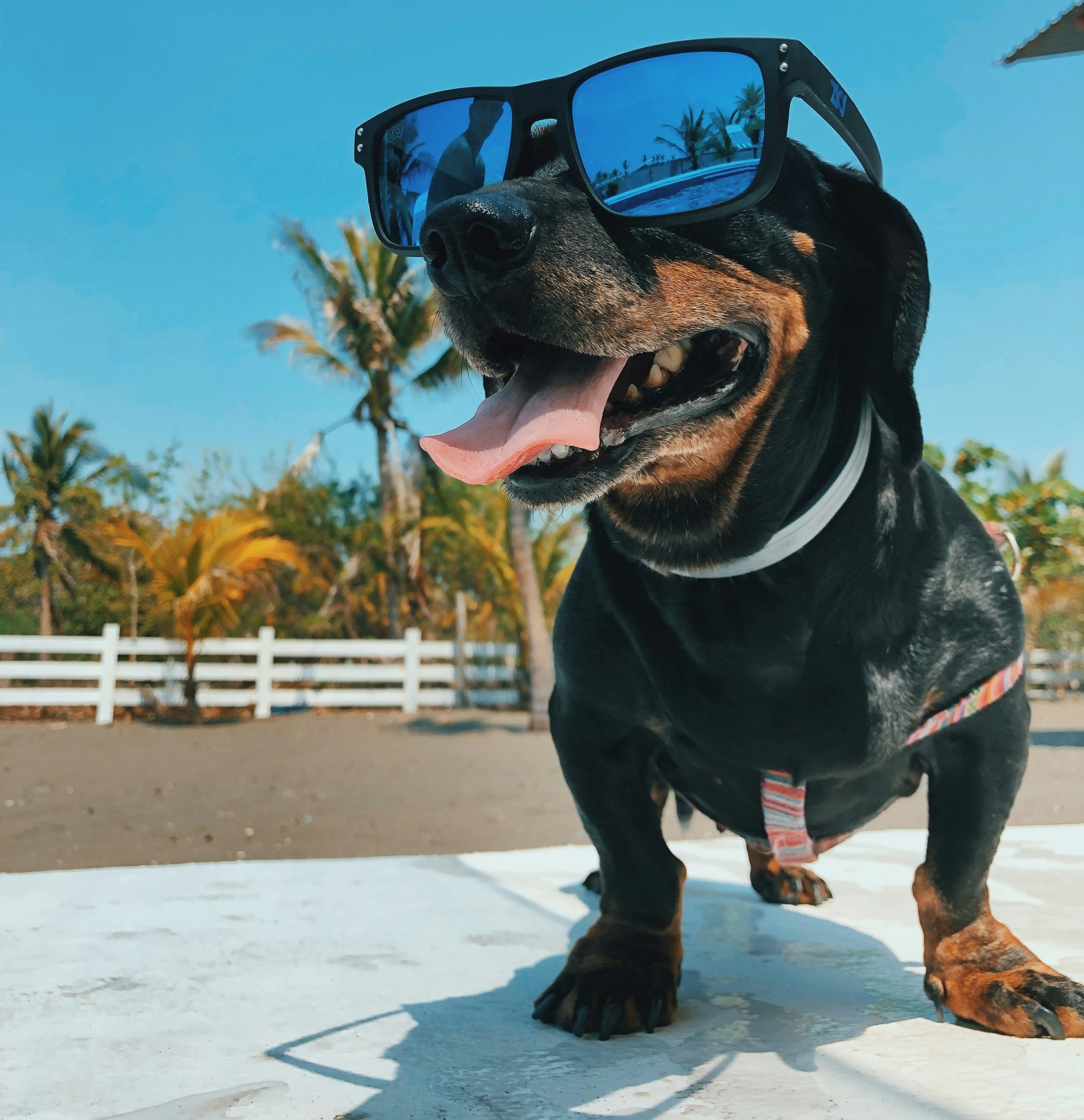 Dog enjoying outdoor time — healthy, active pet lifestyle supported by veterinary care
