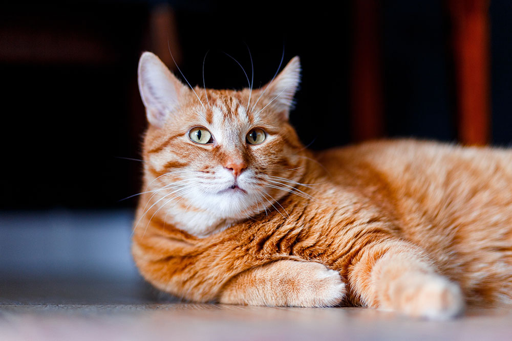 Orange tabby cat relaxing peacefully, illustrating healthy feline care and comfort