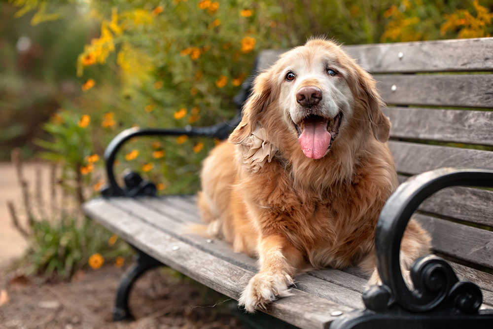 Senior Golden Retriever resting peacefully on a park bench