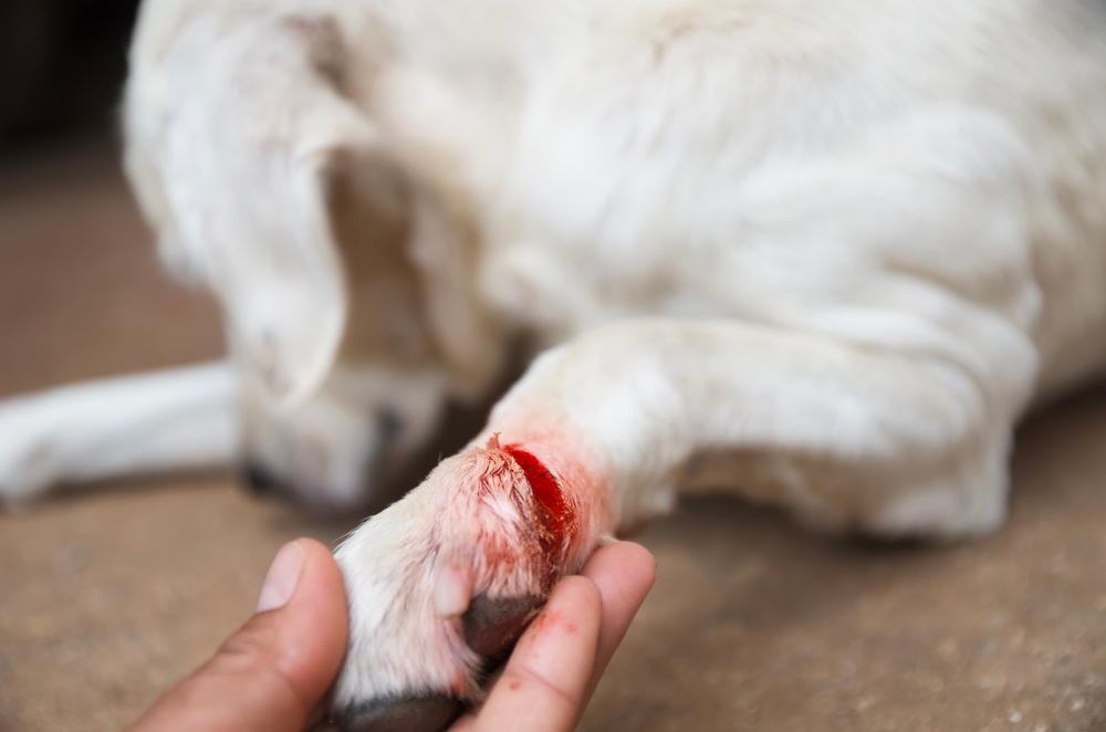 Dog with injured wound on paw requiring veterinary care at Cupertino Animal Hospital
