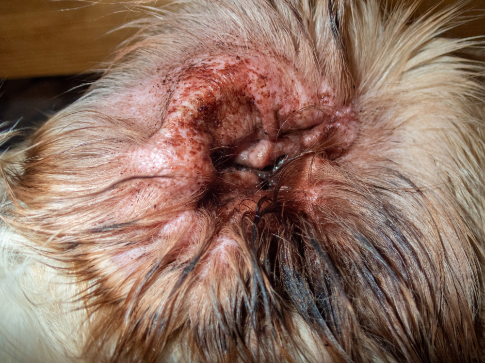 Dog with a visible ear mite infection being examined — ear mite treatment at Cupertino Animal Hospital