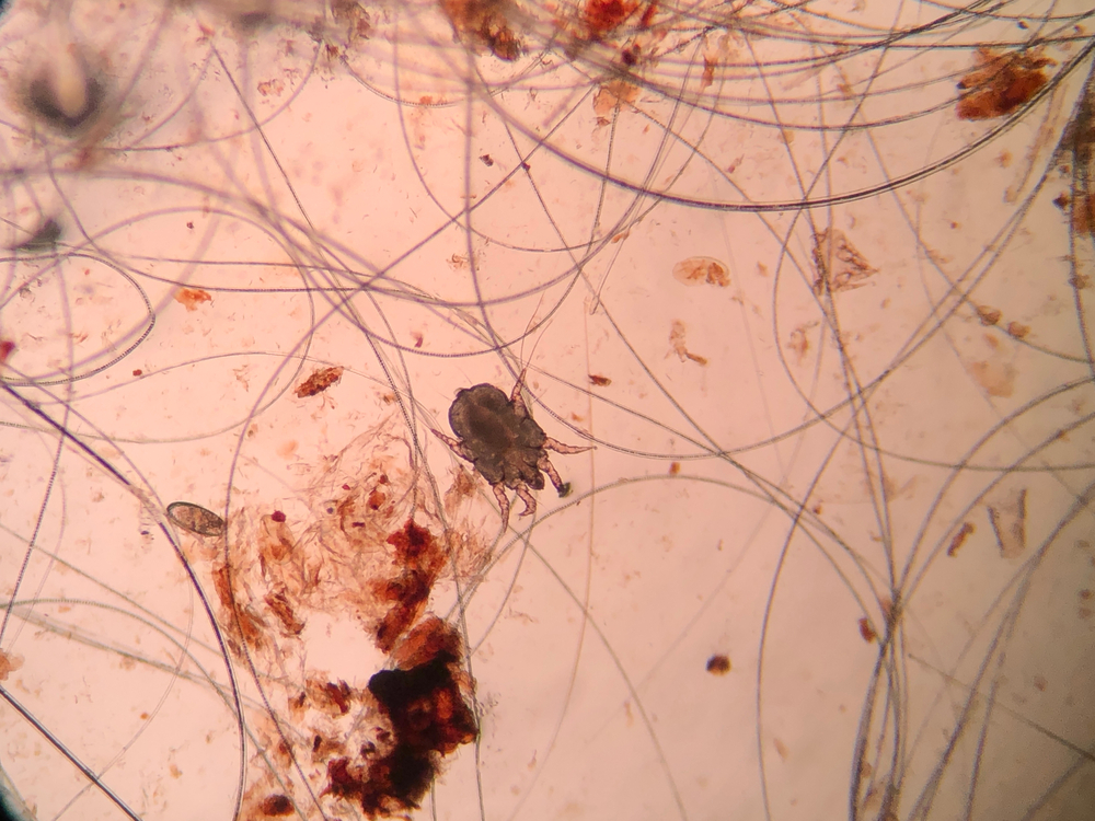 Microscope view of an ear mite, illustrating common parasitic cause of pet ear infections