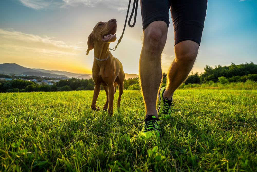 Silhouette of a person running with their dog in a field under a golden sunset