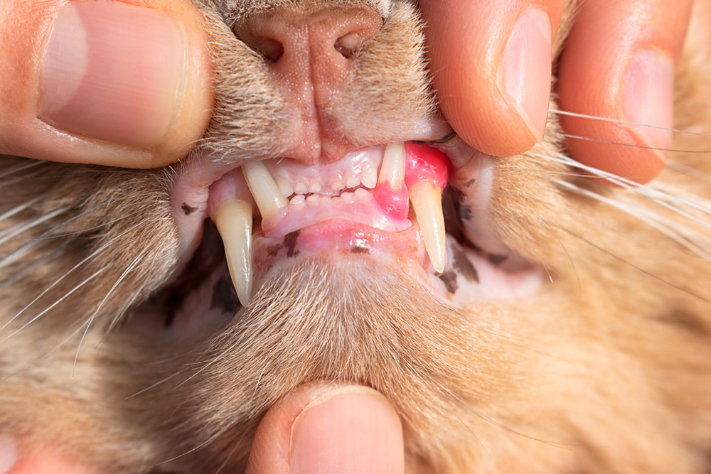 Cat with red, swollen, inflamed gums showing signs of tooth resorption — feline dental care