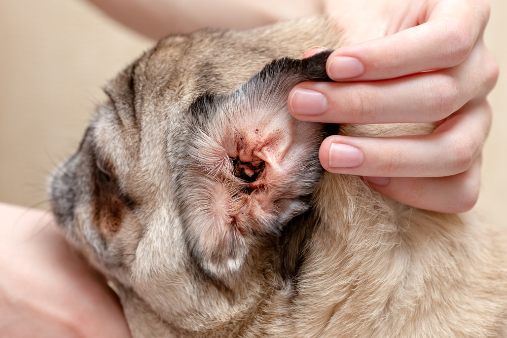 Close-up of dirty dog ear affected by infection or ear mites requiring veterinary treatment