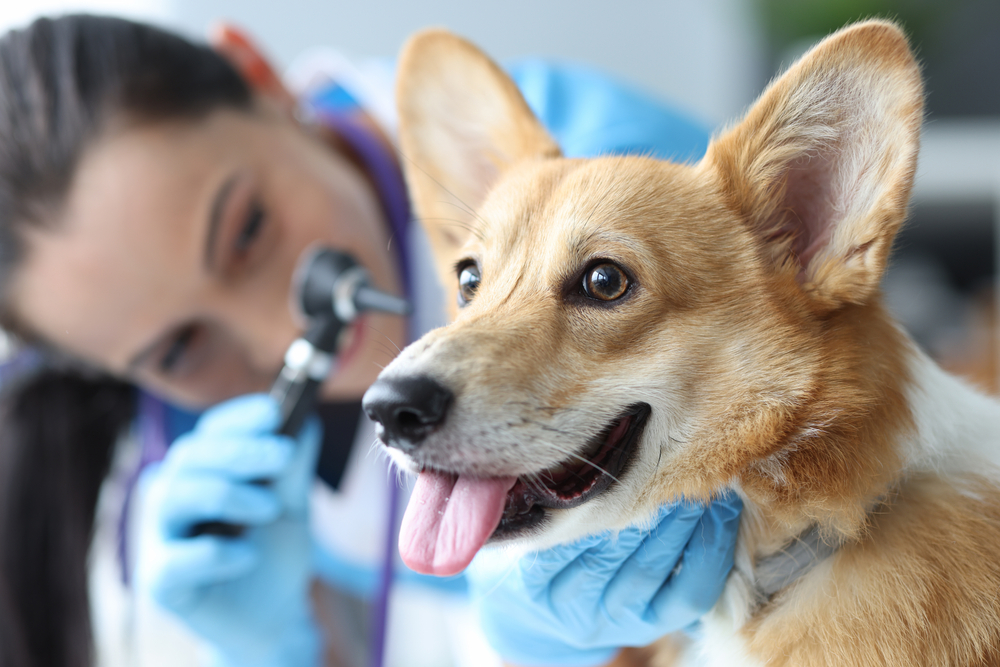 Veterinarian examining dog's ear with an otoscope during a close-up diagnostic exam