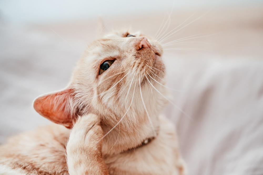Older cream-colored cat resting on a bed and scratching, possibly due to skin irritation or allergies