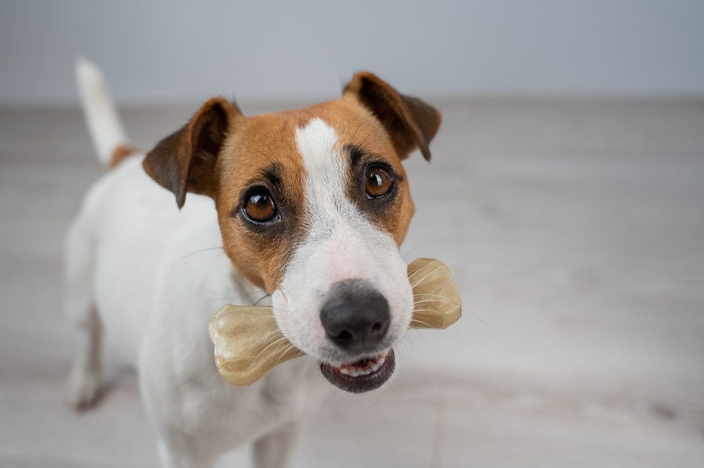 Jack Russell Terrier dog holding a bone in its mouth, promoting dental health for pets