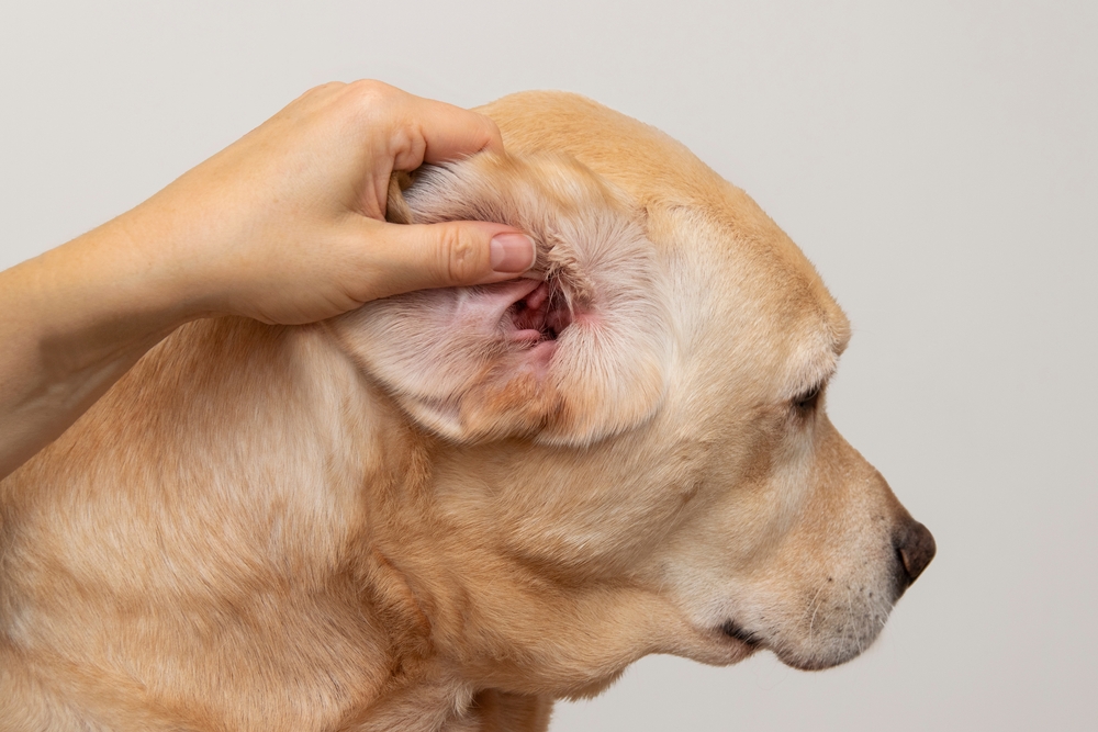 Dog with a visible ear infection caused by allergies — veterinary ear infection diagnosis and treatment