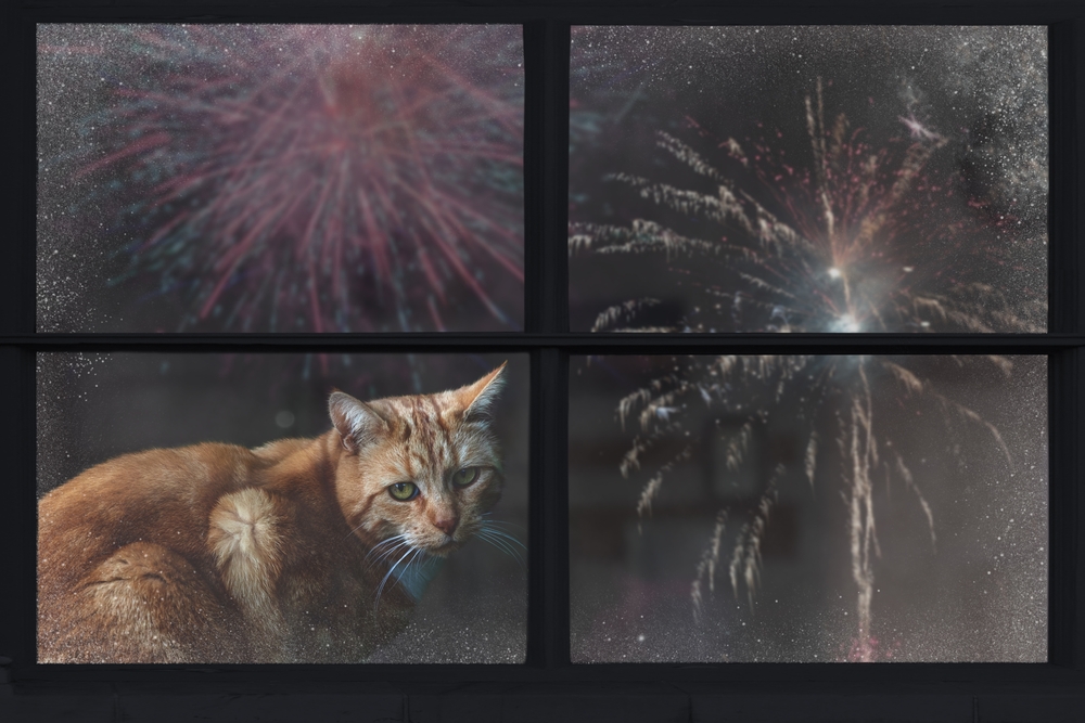 Cat watching fireworks through a window, showing signs of stress and anxiety in pets