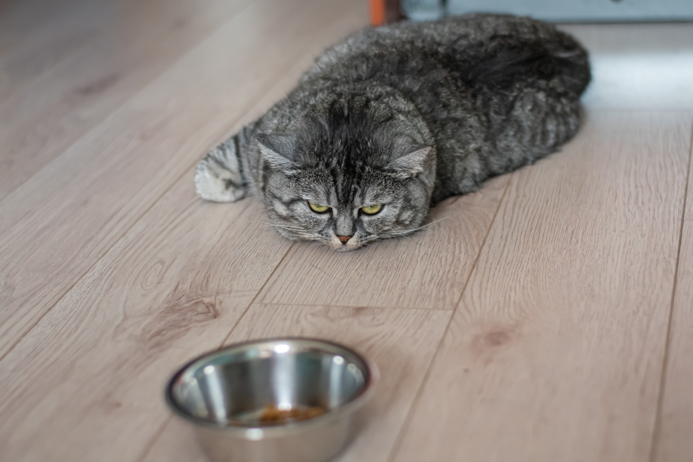 Large well-fed British Shorthair cat relaxing — routine feline care at Cupertino Animal Hospital