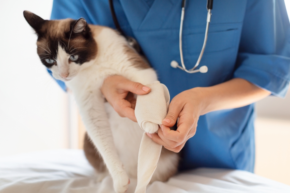 Veterinarian treating a dog's injured paw at Cupertino Animal Hospital