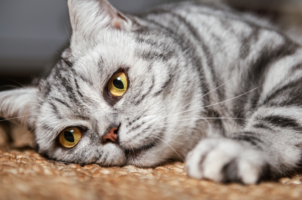 Gray silver tabby British Shorthair cat with large yellow eyes, healthy and well-groomed