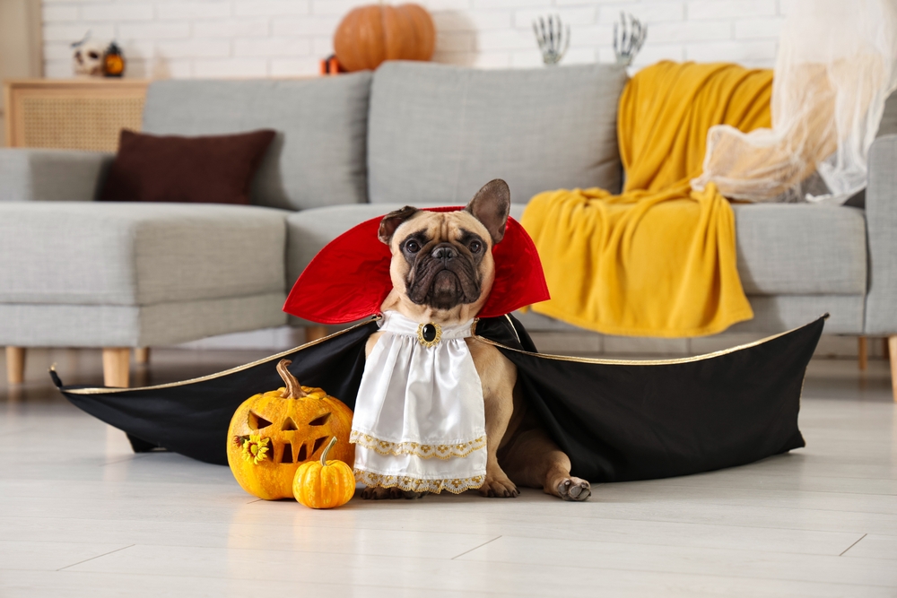 Cute French Bulldog dressed as Dracula sitting with Halloween pumpkins — pet Halloween safety tips
