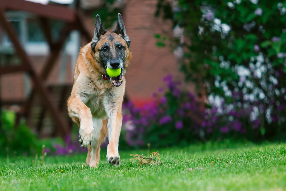 Senior purebred German Shepherd dog resting in green grass outdoors on a summer day