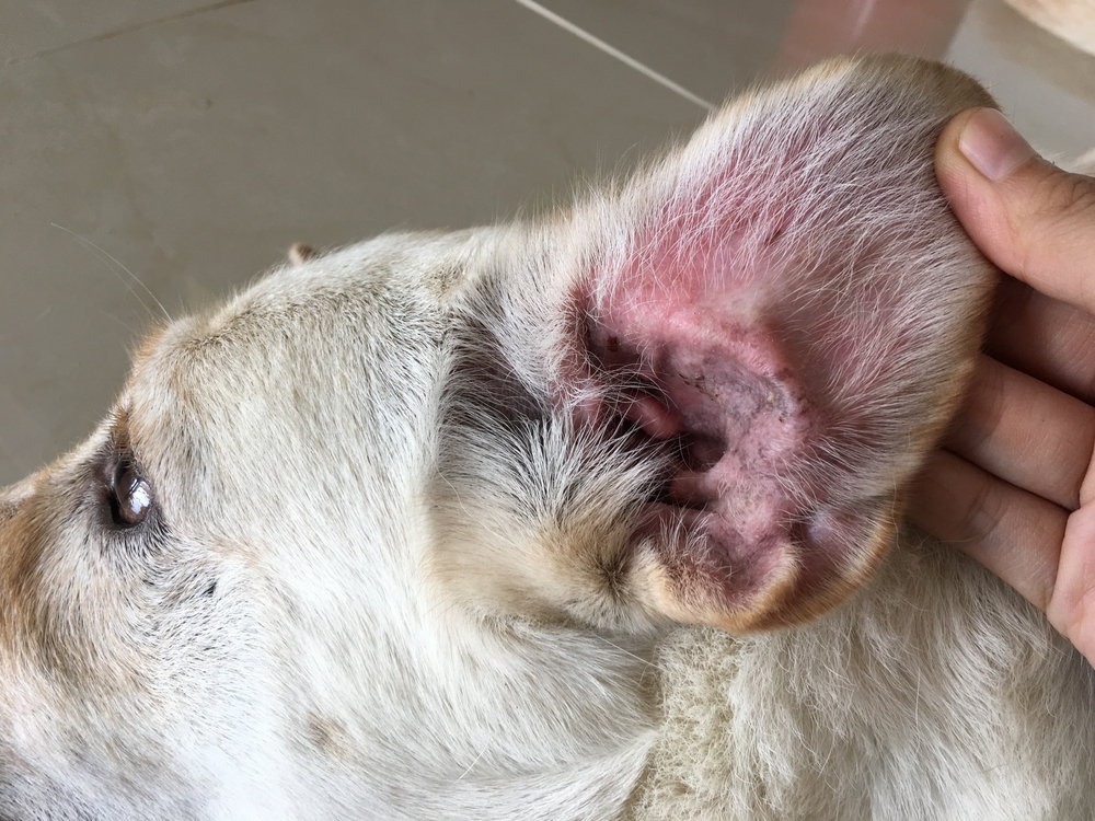 Dog ear showing signs of infection, redness, and inflammation needing veterinary diagnosis and care