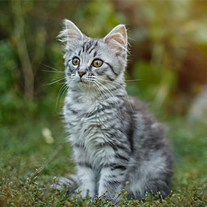 Veterinary surgical tools and equipment used for safe pet procedures in Cupertino
