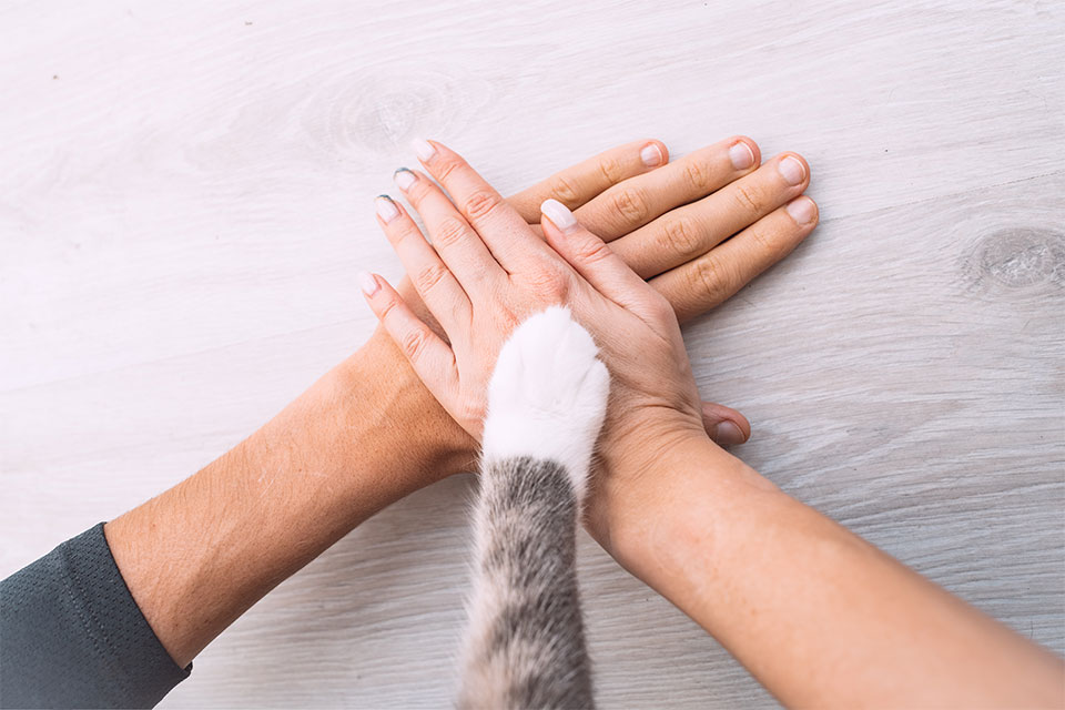 Veterinary surgery suite equipped for safe pet surgical procedures at Cupertino Animal Hospital
