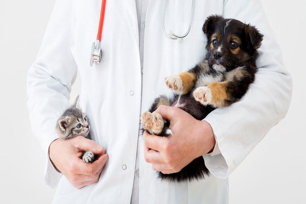 Veterinarian holding a kitten and puppy together during a wellness visit