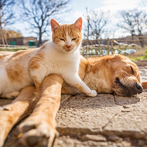 Veterinary team member reviewing pet health information during a wellness visit
