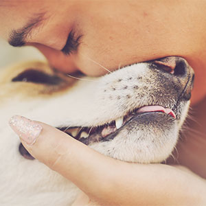 Pet wellness checkup with a caring veterinarian at Cupertino Animal Hospital
