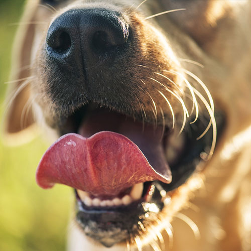 Dental Care Cupertino Animal Hospital