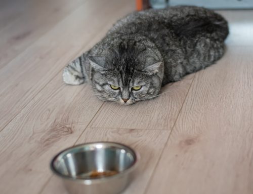 Helping Your Pet Overcome a Loss of Appetite: What You Can Do