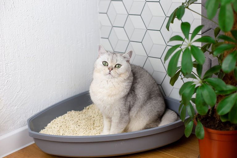 Understanding Feline Urinary Obstruction: Signs, Causes, and Life ...