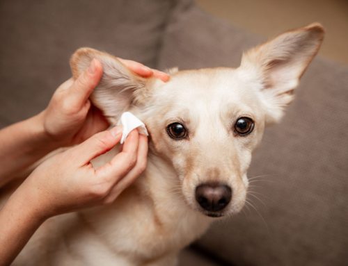 Ear Health in Pets: From Minor Irritations to Major Concerns