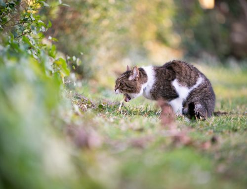 Vomit Happens: What It Means When Your Cat Keeps Throwing Up