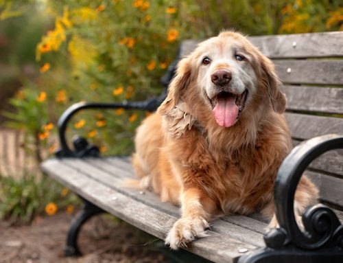 Caring for Your Aging Dog: What to Know About Common Senior Diseases