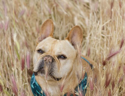 Grass Awns: What They Are and Why They’re Dangerous for Pets