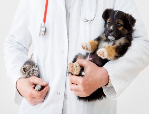 Common Puppy and Kitten Emergencies: Recognizing and Handling Urgent Issues