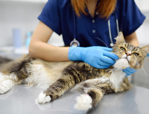 The Most Common Pet Surgeries and What to Expect