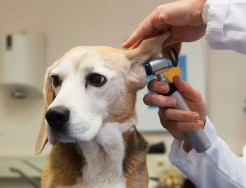Advanced Ear Diagnostics: How Technology Improves Pet Care