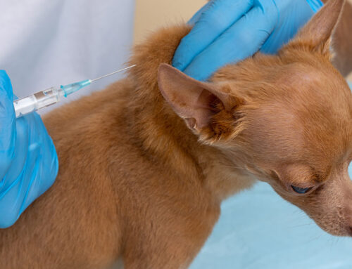 Pet Vaccinations: Essential Protection for Every Life Stage